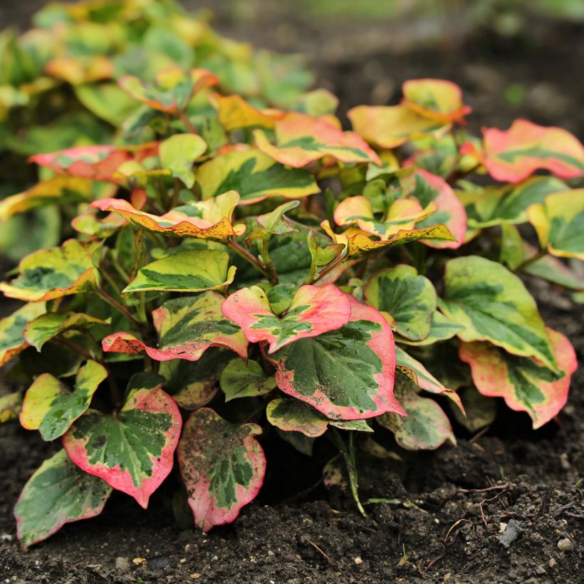 Houttuynia cordata Chameleon (Plant habit)