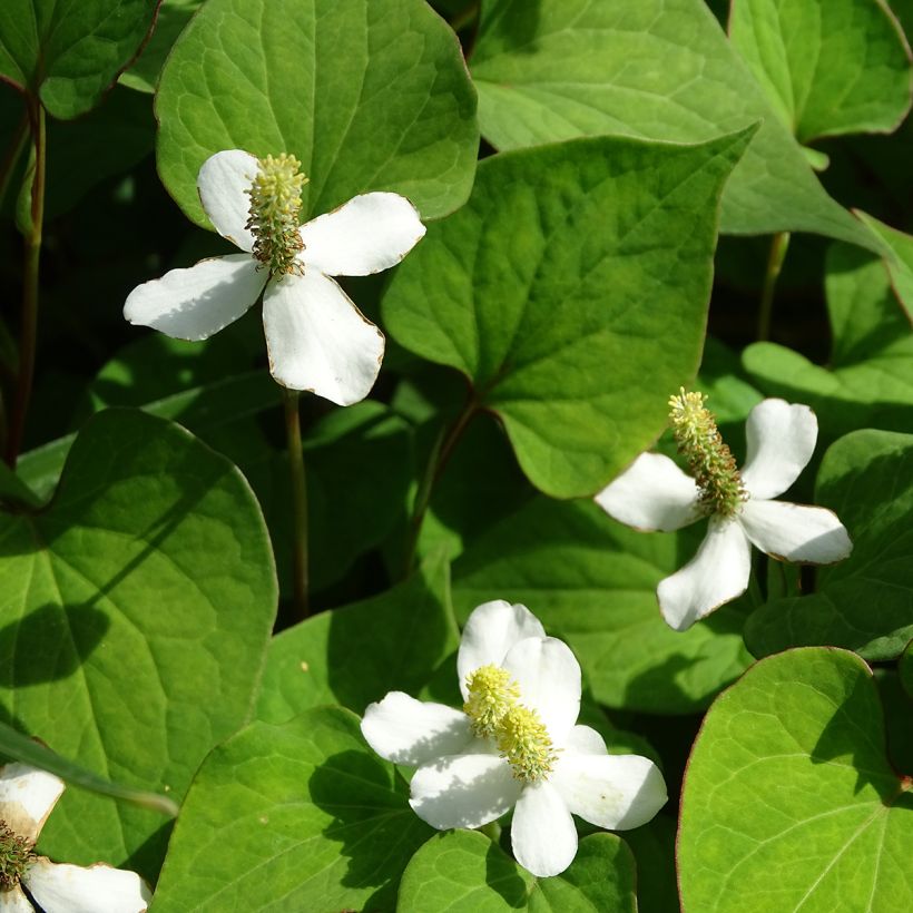 Houttuynia cordata  (Flowering)