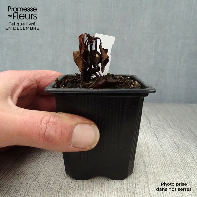 Houttuynia cordata  8/9 cm pot sample as delivered in winter