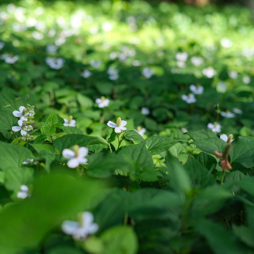 Houttuynia cordata  (Plant habit)