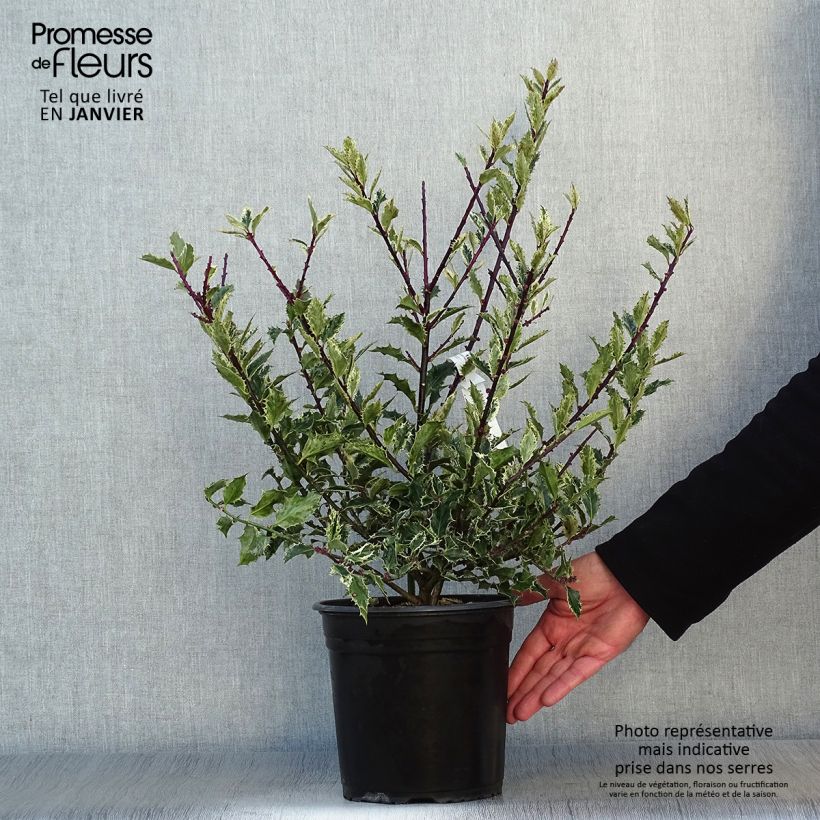 Ilex aquifolium Ingramii - Common Holly 2L/3L pot sample as delivered in winter