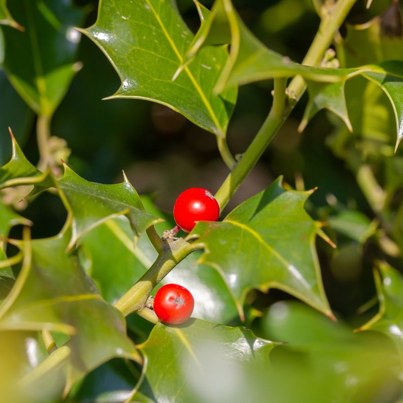 Ilex x meserveae Heckenfee - Blue Holly (Harvest)
