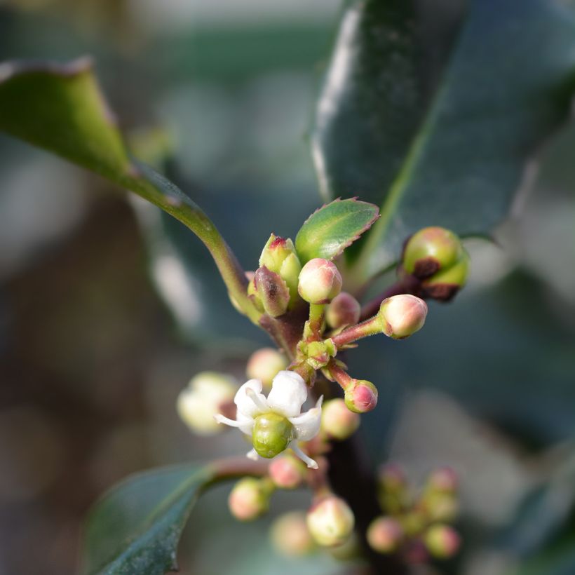 American Holly - Ilex meserveae Blue Angel (Flowering)