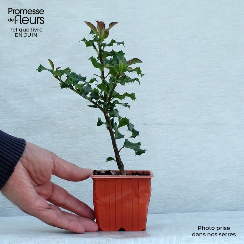 American Holly - Ilex meserveae Blue Angel 8/9 cm pot sample as delivered in summer