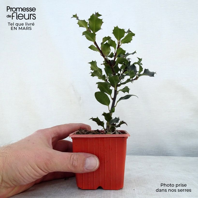 American Holly - Ilex meserveae Blue Angel 8/9 cm pot sample as delivered in spring