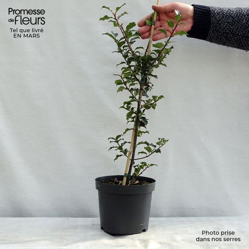 American Holly - Ilex meserveae Blue Angel 2L/3L pot sample as delivered in winter