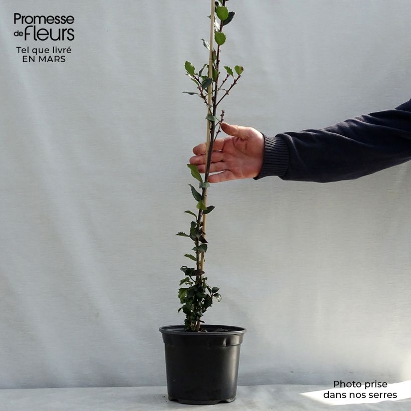 American Holly - Ilex meserveae Blue Prince 2L/3L pot sample as delivered in spring