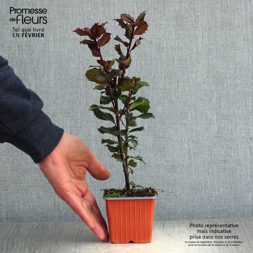 American Holly - Ilex meserveae Blue Prince 8/9 cm pot sample as delivered in winter