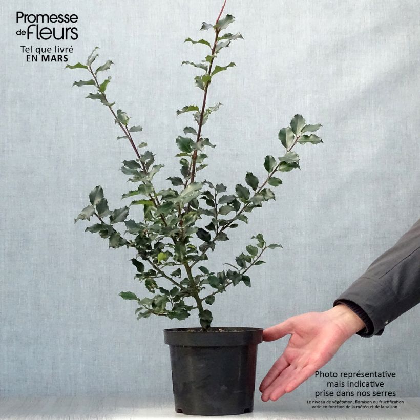 Ilex x meserveae Blue princess - Blue Holly 2L/3L pot sample as delivered in spring