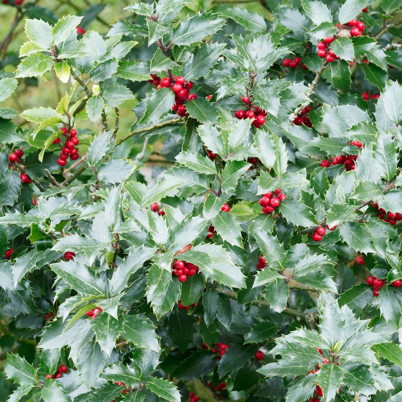 Ilex aquifolium Alaska - Common Holly (Foliage)