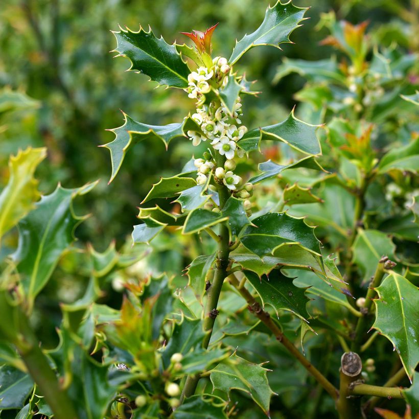 Ilex aquifolium Alaska - Common Holly (Flowering)