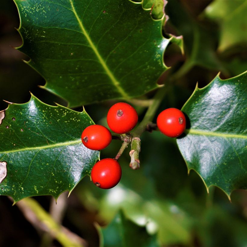 Ilex aquifolium Alaska - Common Holly (Harvest)