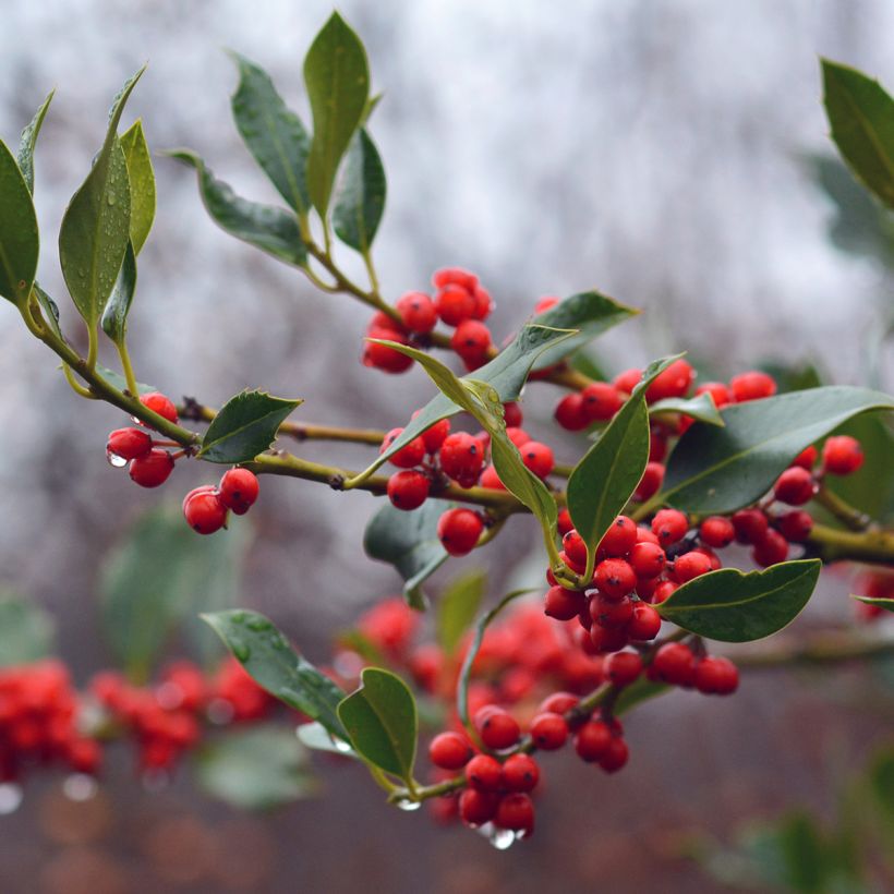 Common Holly - Ilex aquifolium JC Van Tol (Harvest)