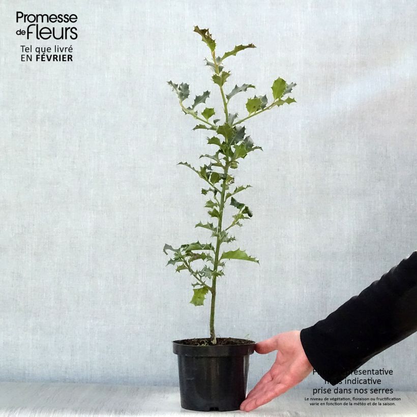 Ilex aquifolium - Common Holly 8/9 cm pot sample as delivered in winter