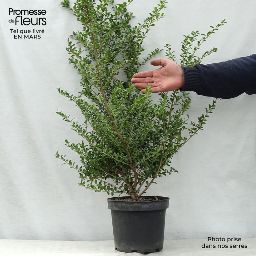 Crenate Holly - Ilex crenata Convexa 4L/5L pot sample as delivered in spring