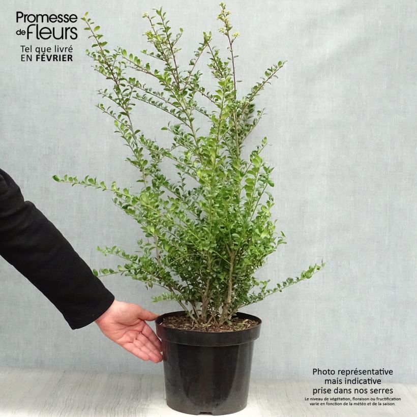 Crenate Holly - Ilex crenata Convexa 7.5L/10L pot sample as delivered in winter