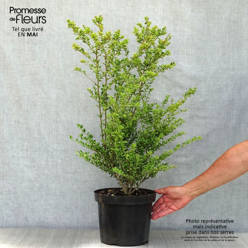 Crenate Holly - Ilex crenata Convexa 7.5L/10L pot sample as delivered in spring