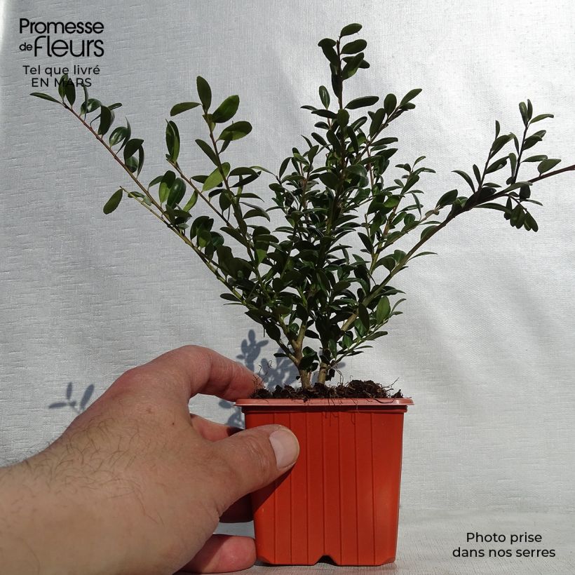 Crenate Holly - Ilex crenata Convexa 8/9 cm pot sample as delivered in spring