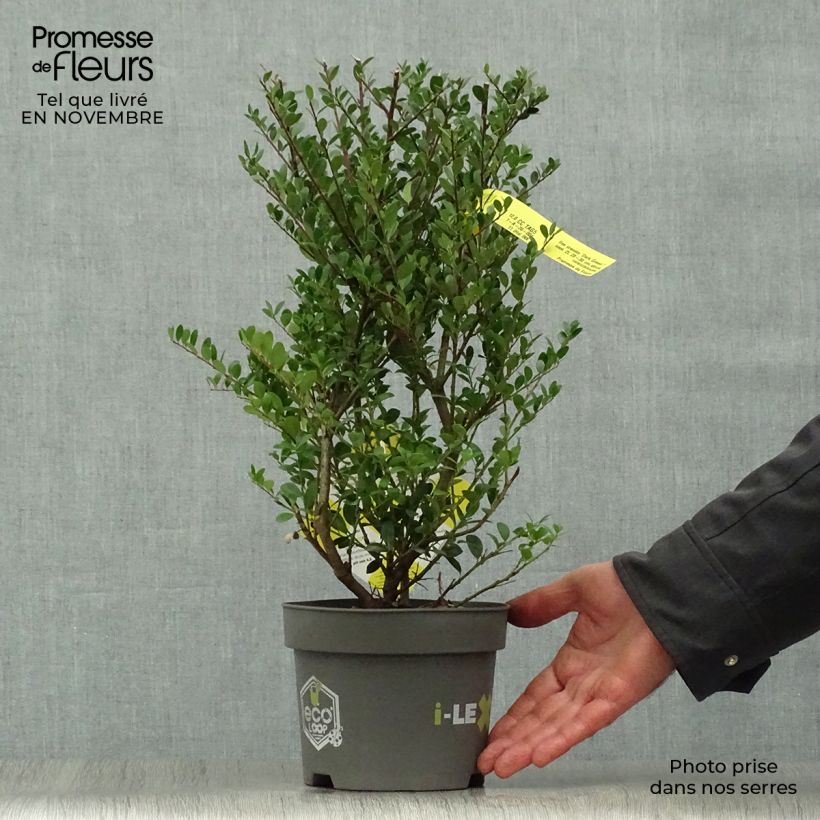 Ilex crenata Dark Green - Japanese Holly 2L/3L pot sample as delivered in autumn