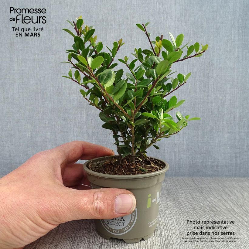 Ilex crenata Dark Green - Japanese Holly 8/9 cm pot sample as delivered in spring