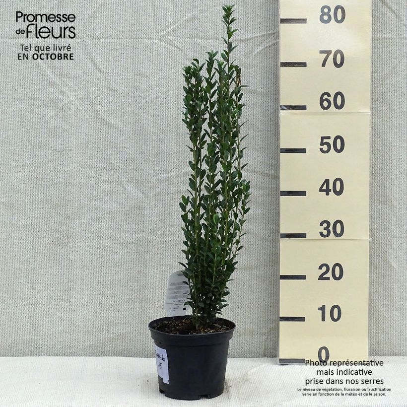 Ilex crenata Fastigiata - Japanese Holly 3L/4L pot sample as delivered in autumn