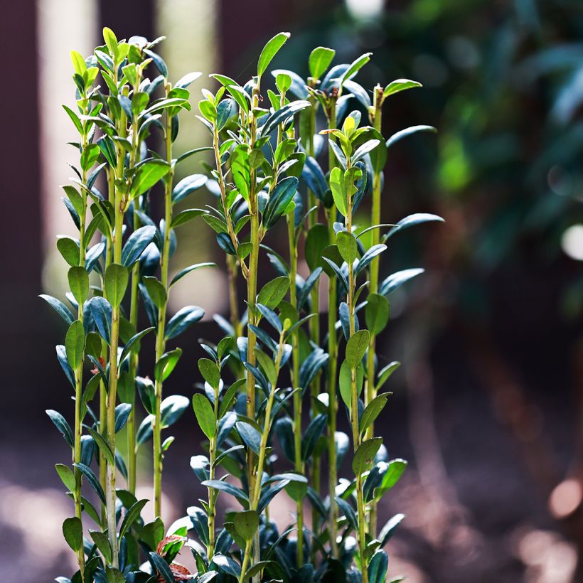 Ilex crenata Fastigiata - Japanese Holly (Foliage)