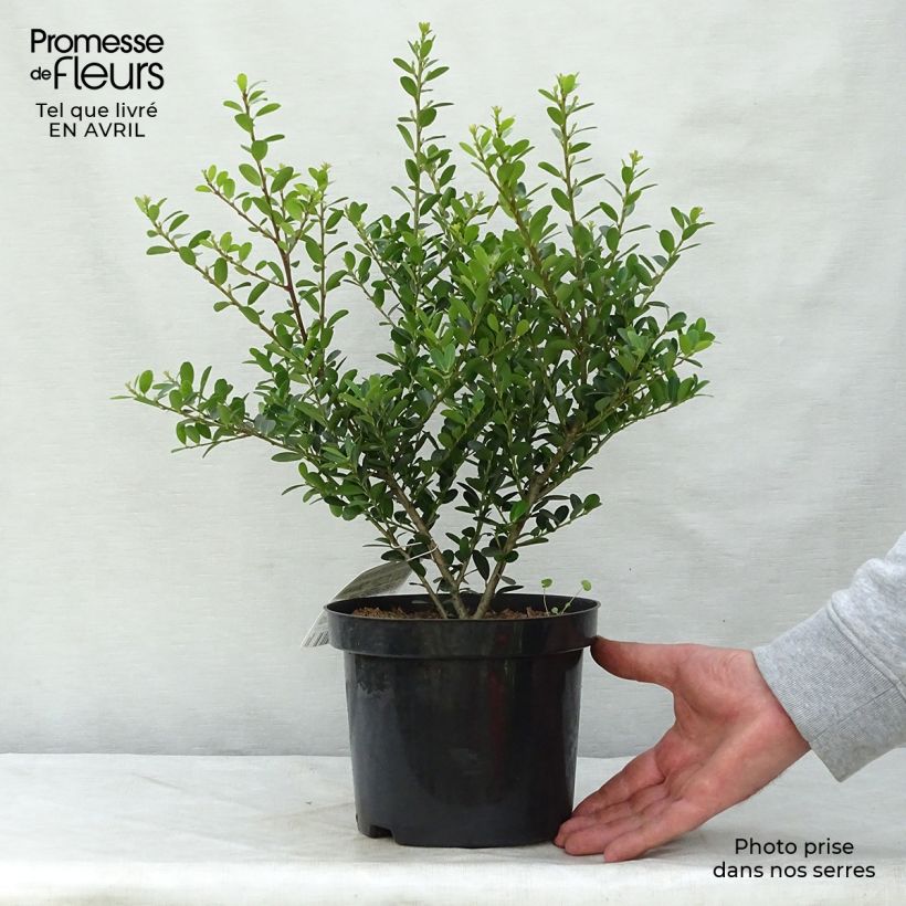 Ilex crenata Green Hedge - Japanese Holly 2L/3L pot sample as delivered in spring