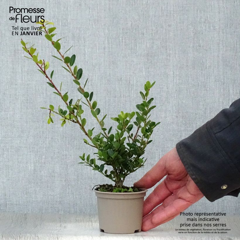 Ilex crenata Green Hedge - Japanese Holly 8/9 cm pot sample as delivered in winter