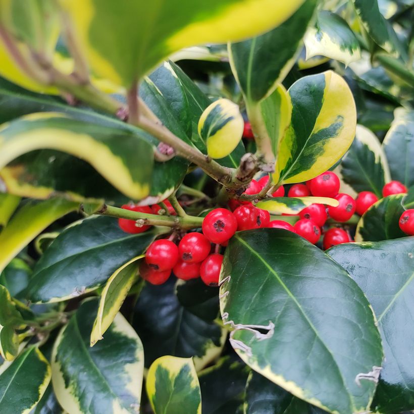 Ilex Golden King - Holly (Harvest)
