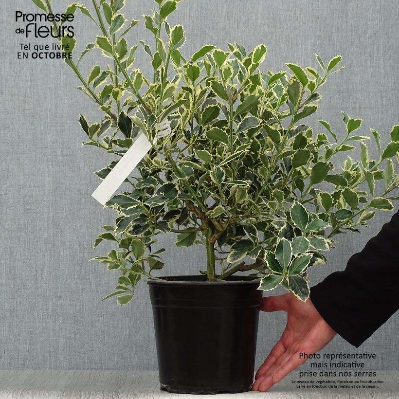 Ilex aquifolium Argenteomarginata - Common Holly 2L/3L pot sample as delivered in autumn