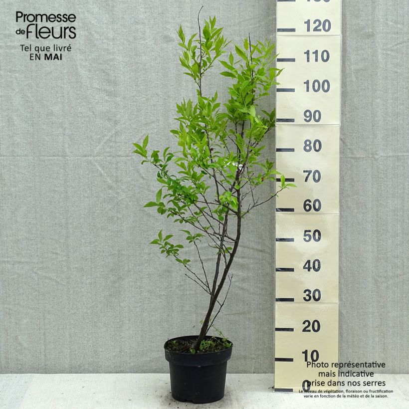 Ilex verticillata Magical Daydream 4L/5L pot sample as delivered in spring