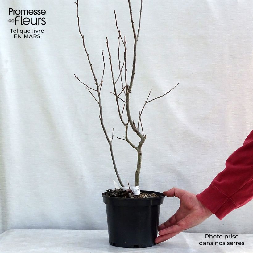 Ilex verticillata Maryland Beauty 3L/4L pot sample as delivered in spring