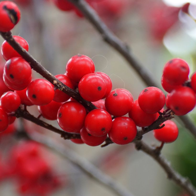 Ilex verticillata Maryland Beauty (Harvest)
