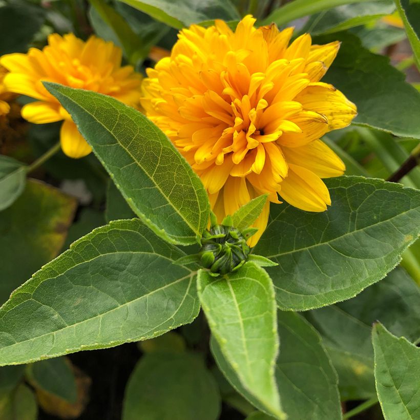 Helianthus decapetalus Soleil d'Or (Foliage)