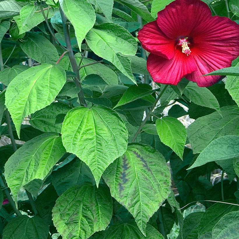 Hibiscus moscheutos Red - Swamp Rose Mallow (Foliage)