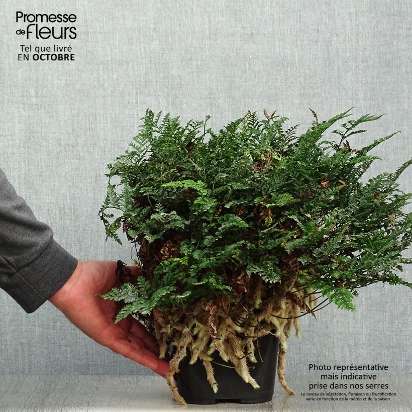 Humata tyermannii  12cm pot sample as delivered in autumn