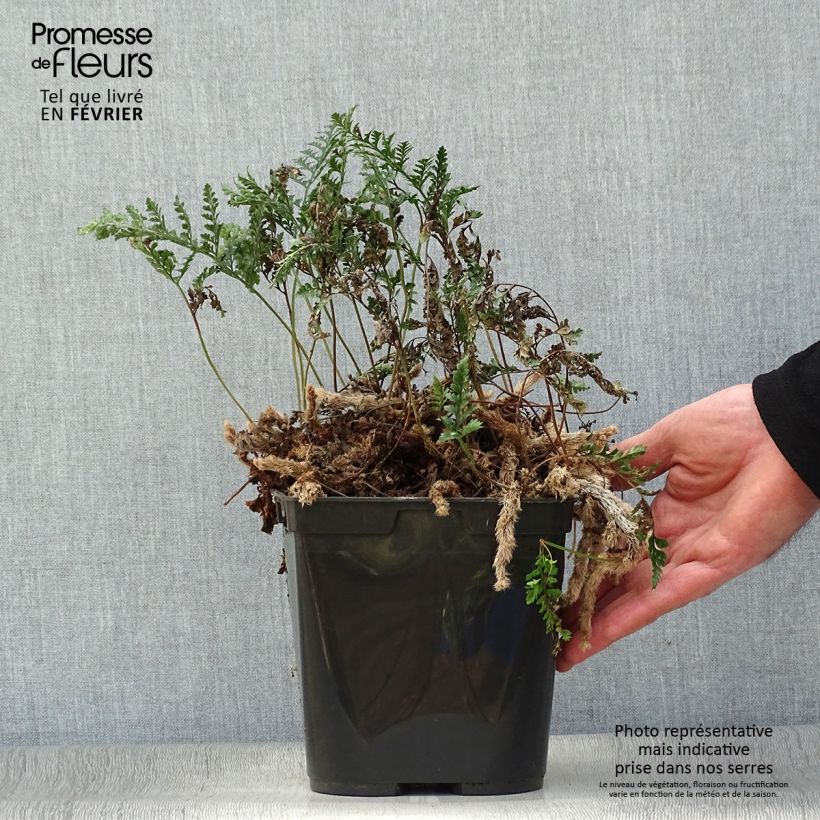 Humata tyermannii  12cm pot sample as delivered in winter