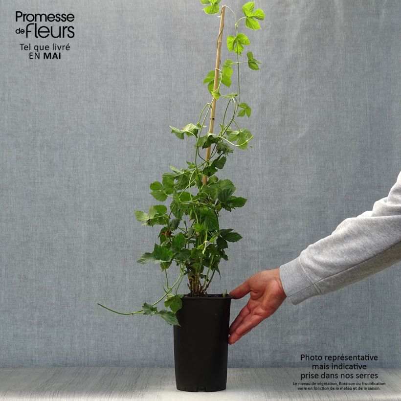 Humulus lupulus Nordbrau - Hop 1.5L/2L pot sample as delivered in spring