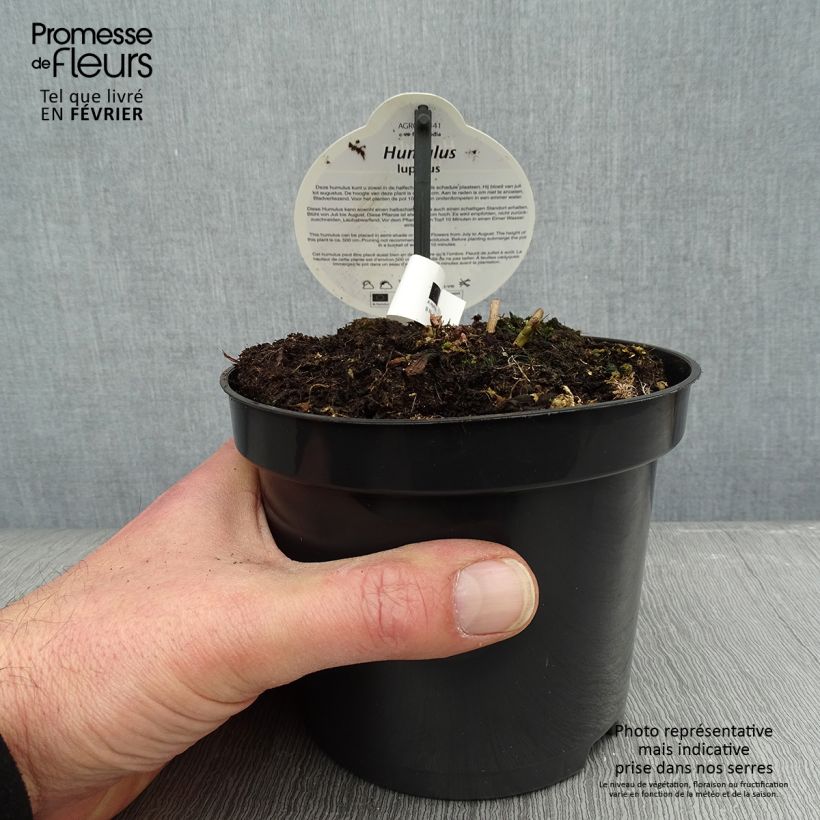 Humulus lupulus Nordbrau - Hop 1.5L/2L pot sample as delivered in winter