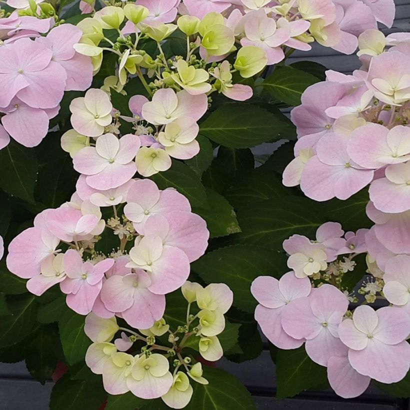 Hydrangea French Bolero (Flowering)