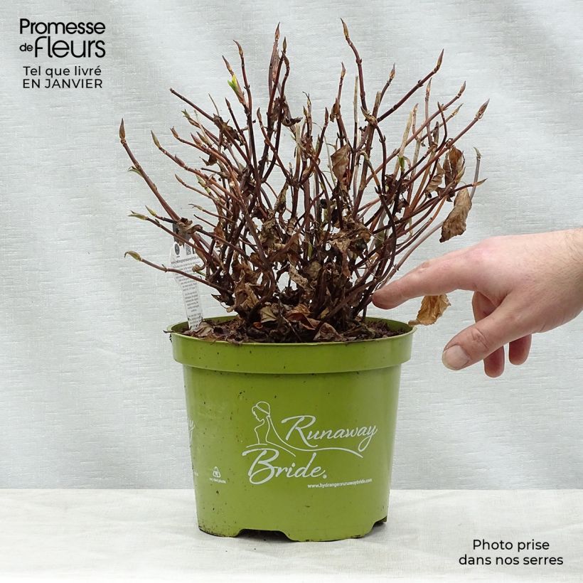Hydrangea Runaway Bride Snow White 3L/4L pot sample as delivered in winter