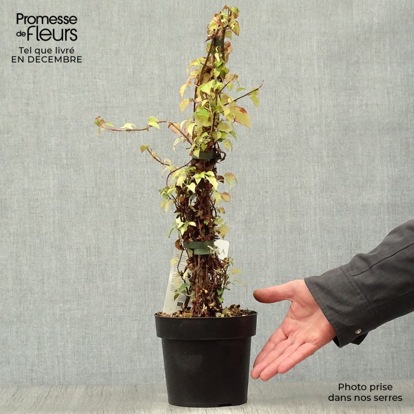 Hydrangea anomala Crug Coral- Climbing Hydrangea 2L/3L pot sample as delivered in winter