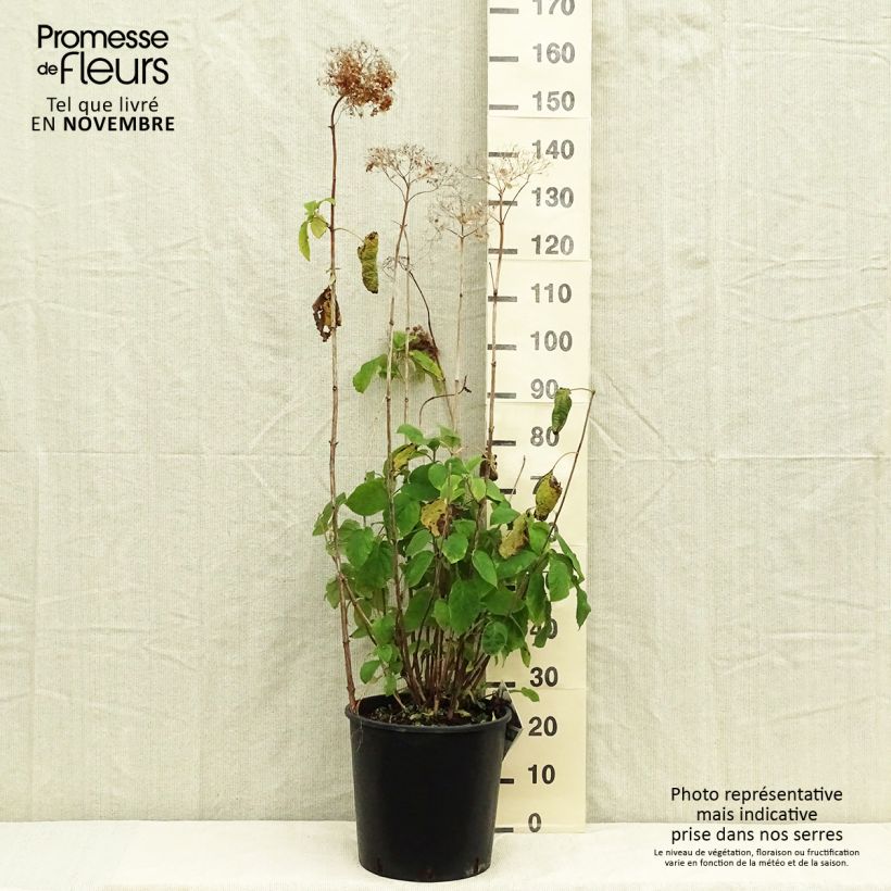 Hydrangea arborescens Strong Annabelle - Incrediball 7.5L/10L pot sample as delivered in autumn