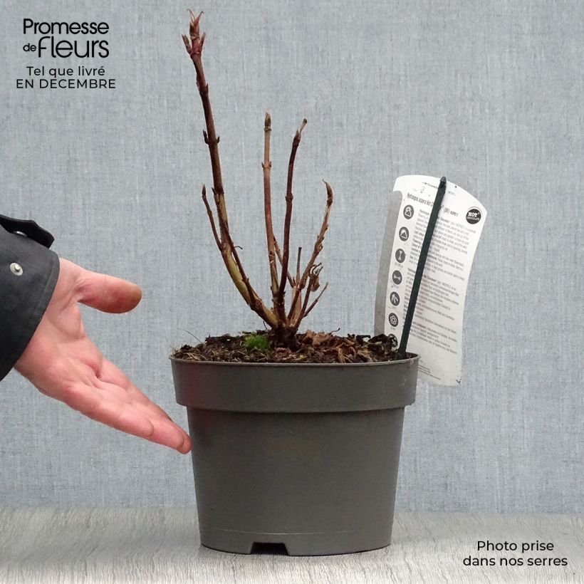 Hydrangea aspera Hot Chocolate 3L/4L pot sample as delivered in winter