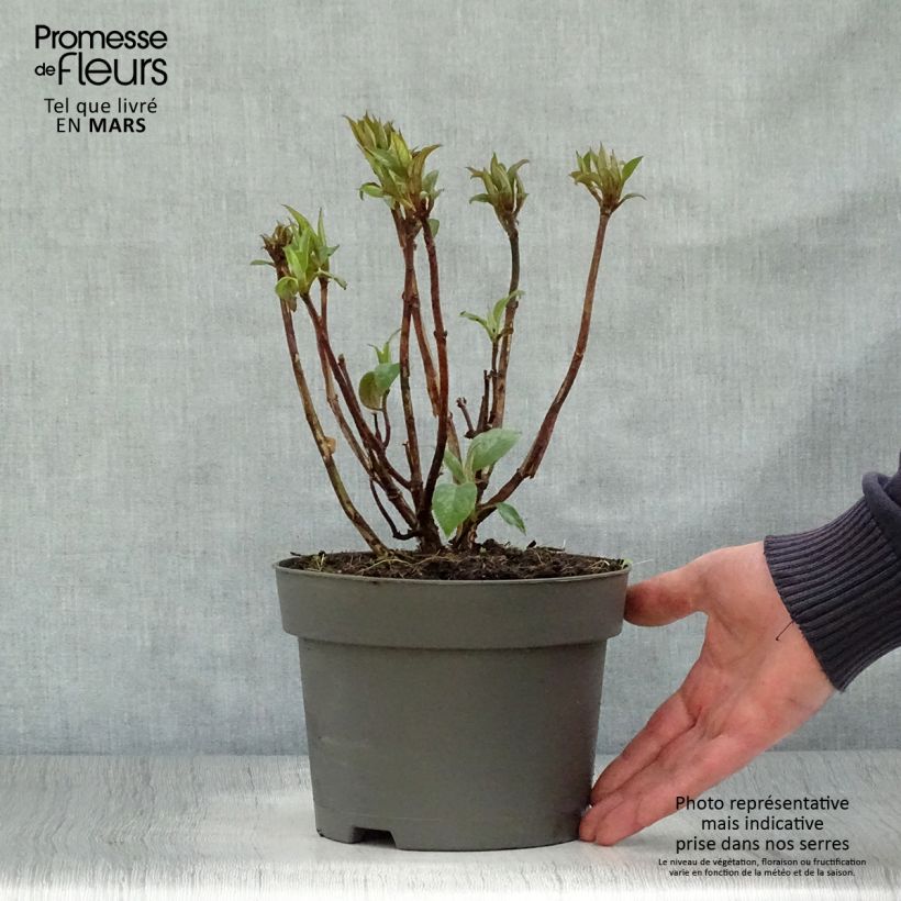 Hydrangea aspera Hot Chocolate 3L/4L pot sample as delivered in spring