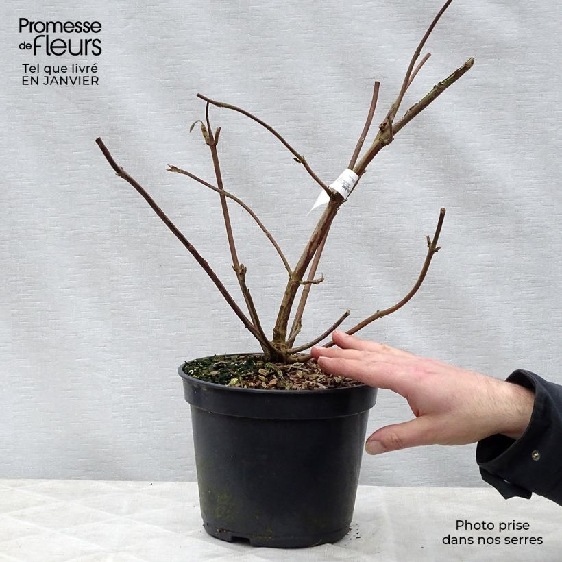 Hydrangea aspera Villosa 3L/4L pot sample as delivered in winter