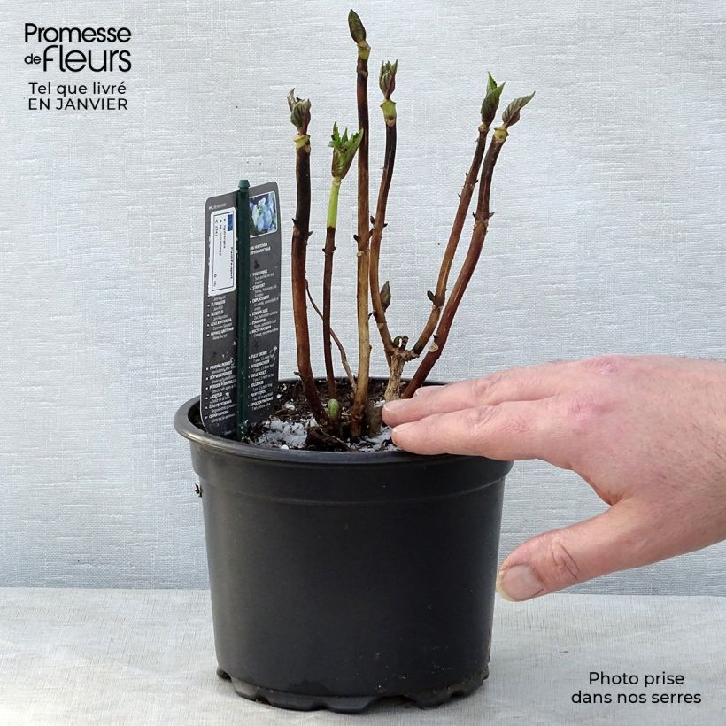 Hydrangea macrophylla Blaumeise 2L/3L pot sample as delivered in winter