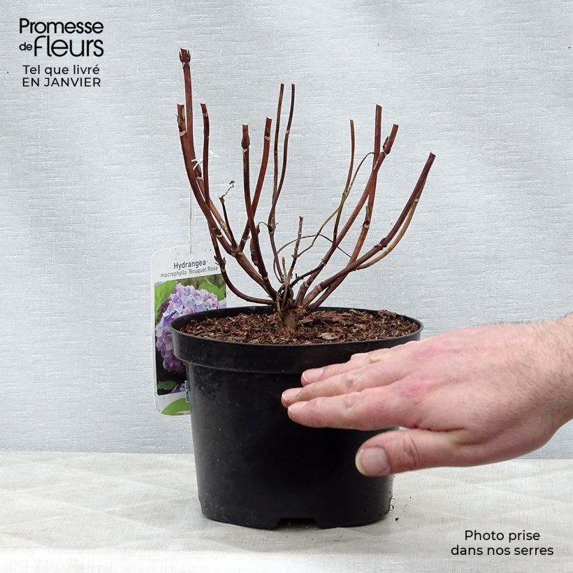 Hydrangea macrophylla Bouquet Rose 2L/3L pot sample as delivered in winter