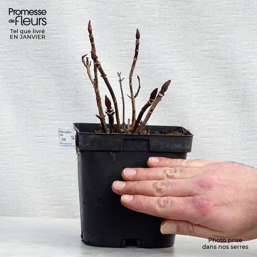 Hydrangea macrophylla Julisa 1.5L/2L pot sample as delivered in winter