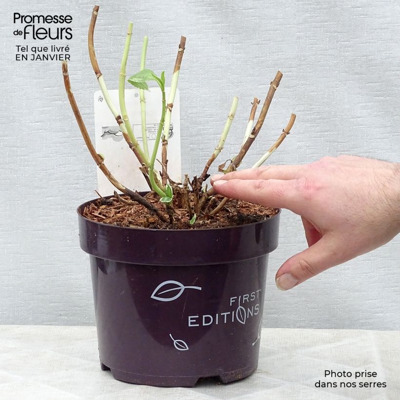 Hydrangea macrophylla LightoDay 3L/4L pot sample as delivered in winter